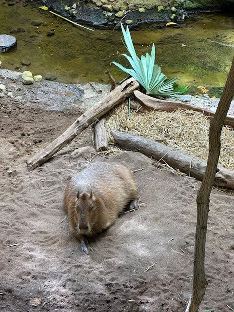 Unknown animal on the group near some logs and a small pond.